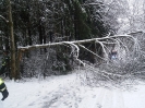 05.01.2019 Baum über Fahrbahn