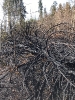 Waldbrand Neuhofen_3