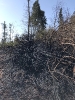 27.03.2020 Waldbrand Neuhofen