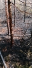 Waldbrand Neuhofen_8