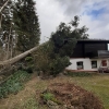 Baum auf Haus_3